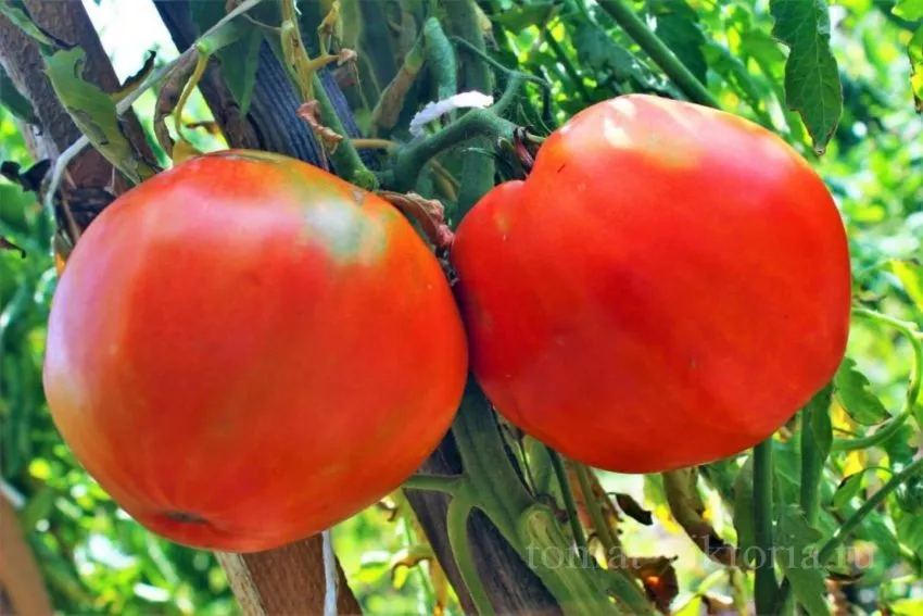 scheka-kertis-1-119419