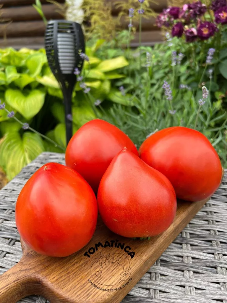 scheka-kertis-2-119419