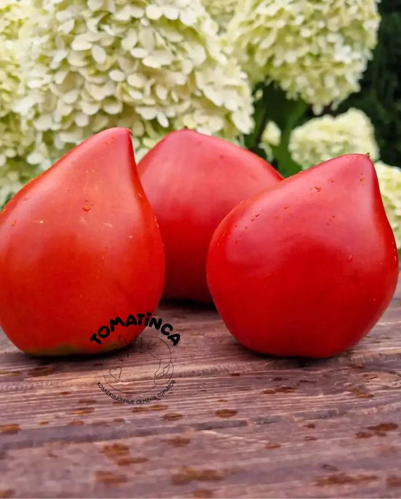 scheka-kertis-3-119419