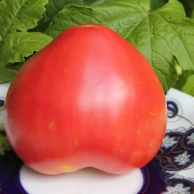 scheka-kertis-4-119419