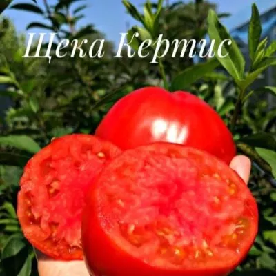 scheka-kertis-5-119419