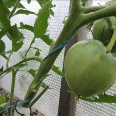 scheka-kertis-6-119419