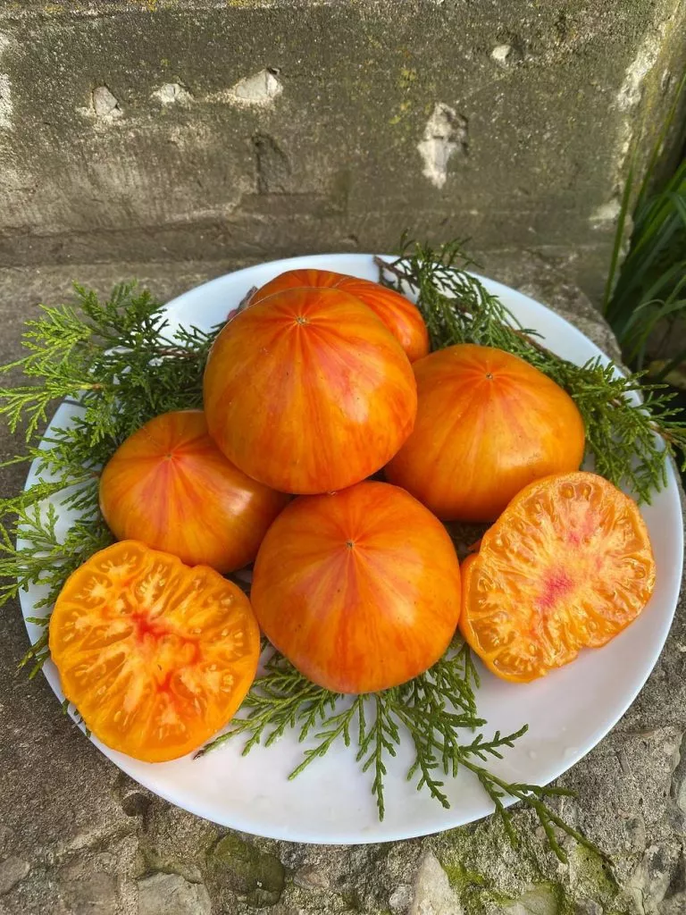 shen-fas-aha-1-118134