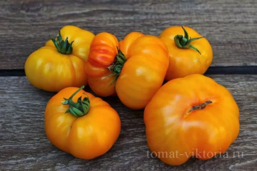 shen-fas-aha-2-118134