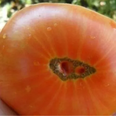 shen-fas-aha-3-118134