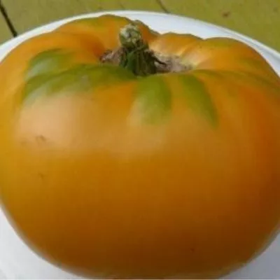 shen-fas-aha-5-118134