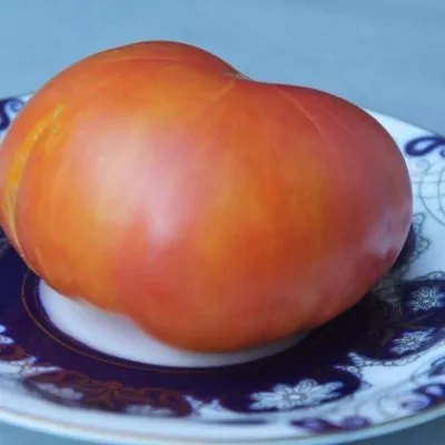 shen-fas-aha-6-118134