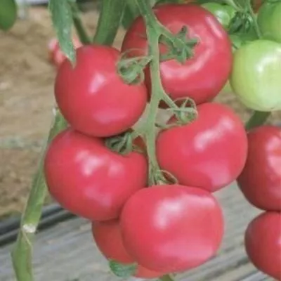 taras-bulba-2-118314