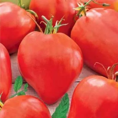 taras-bulba-3-118314