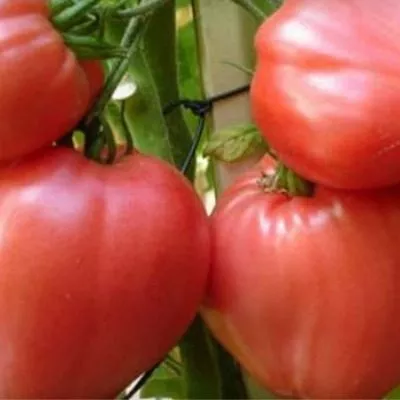 taras-bulba-5-118314