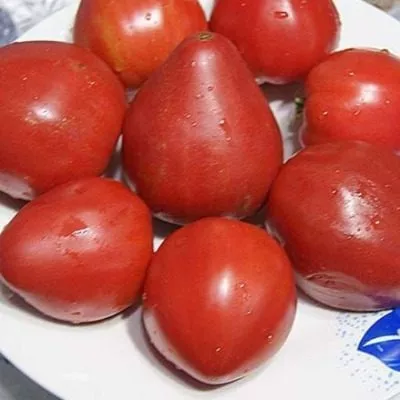 taras-bulba-6-118314