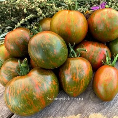 tayna-berte-3-118853