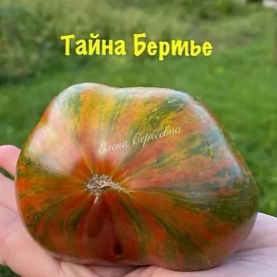 tayna-berte-4-118853