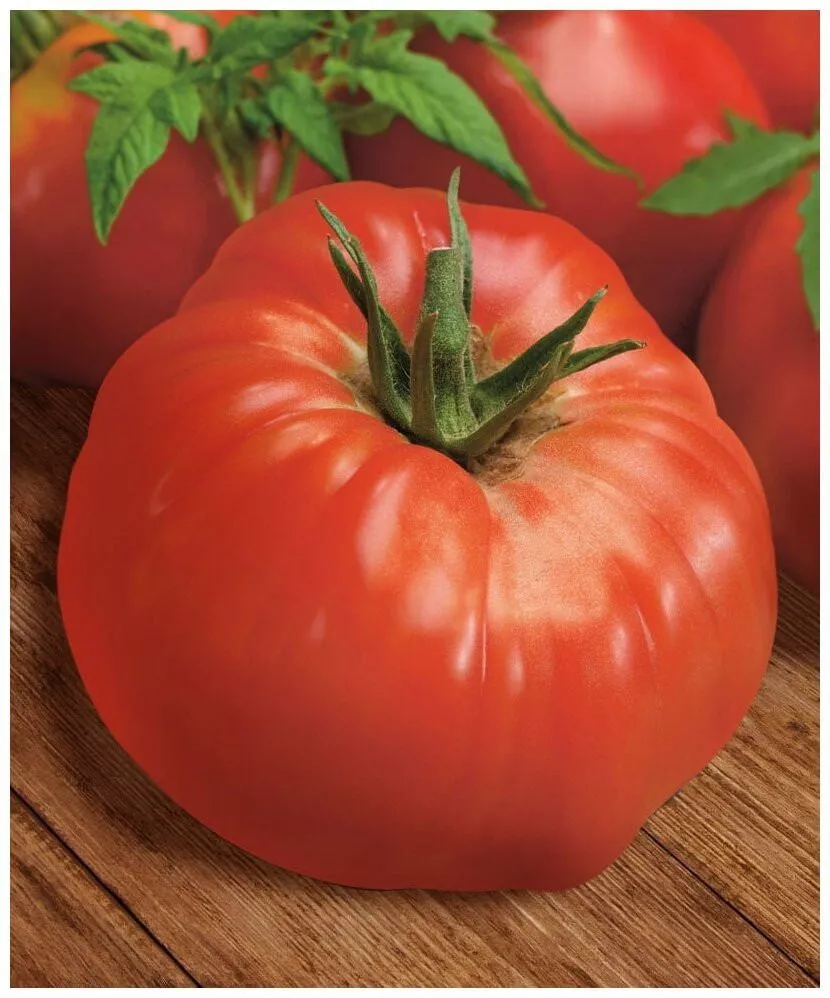 zhimolostnyy-1-119648