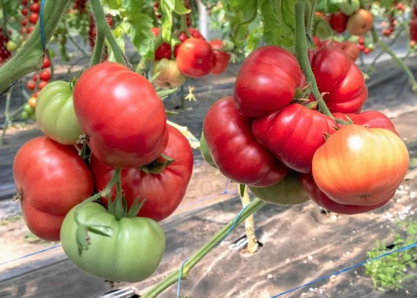 zhimolostnyy-2-119648