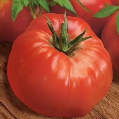 zhimolostnyy-3-119648