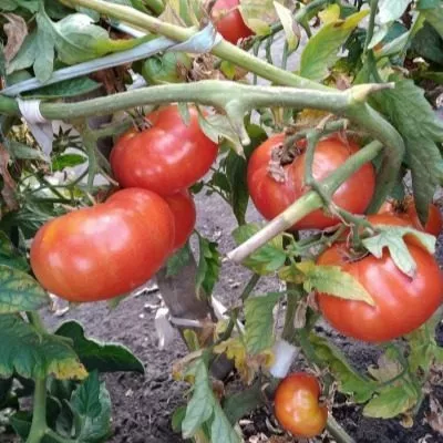 zhimolostnyy-5-119648