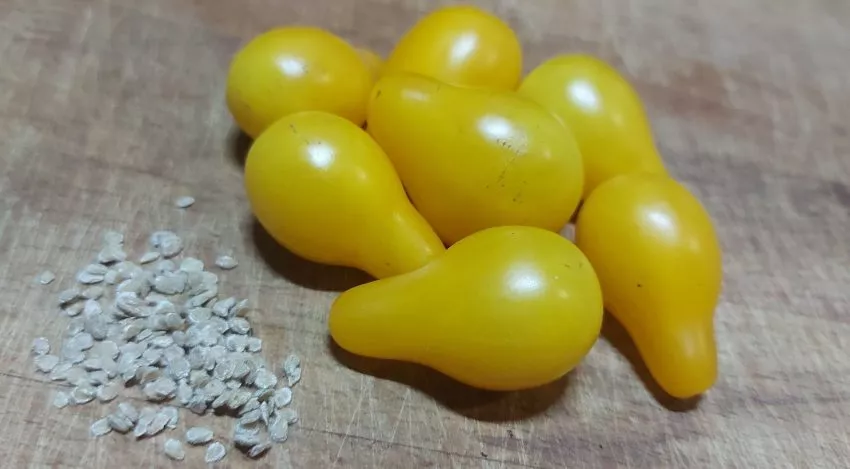 zolotaya-kaplya-1-119553