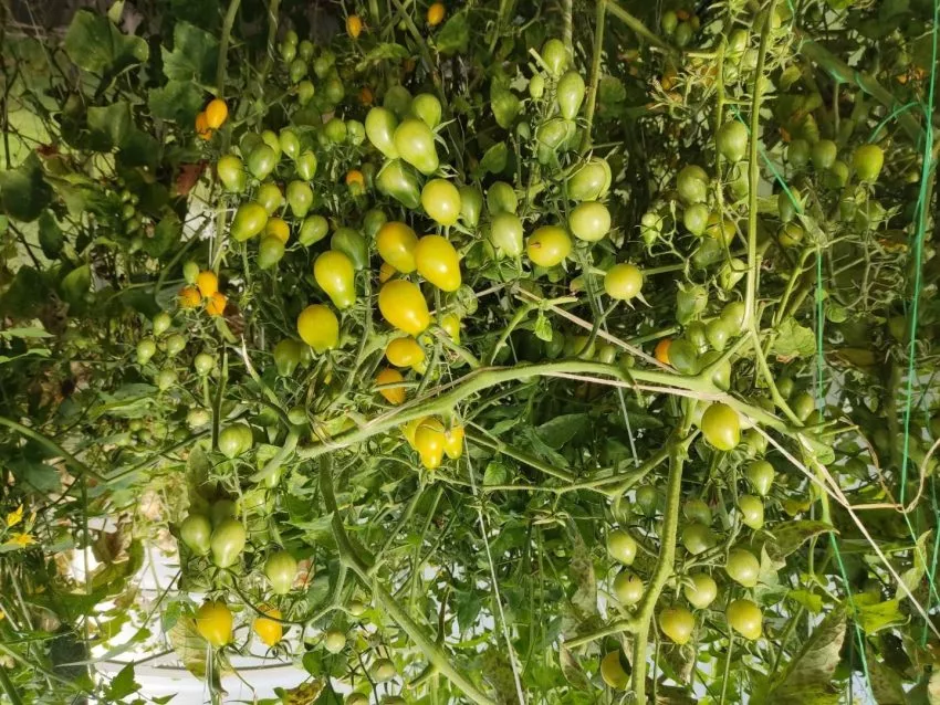 zolotaya-kaplya-3-119553