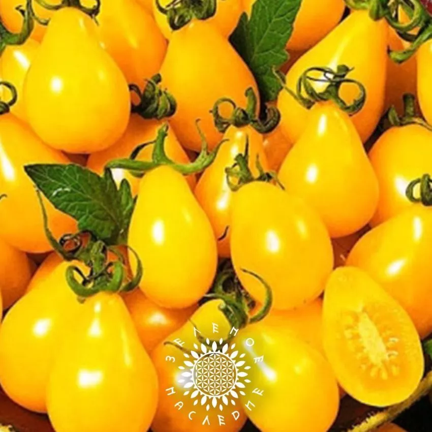 zolotaya-kaplya-4-119553