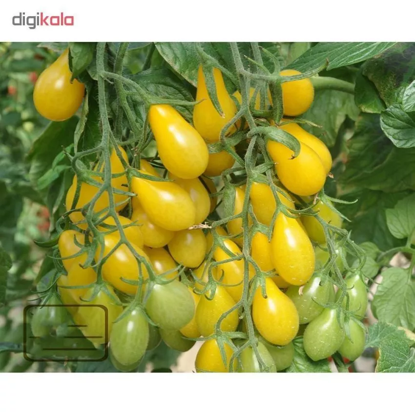 zolotaya-kaplya-5-119553