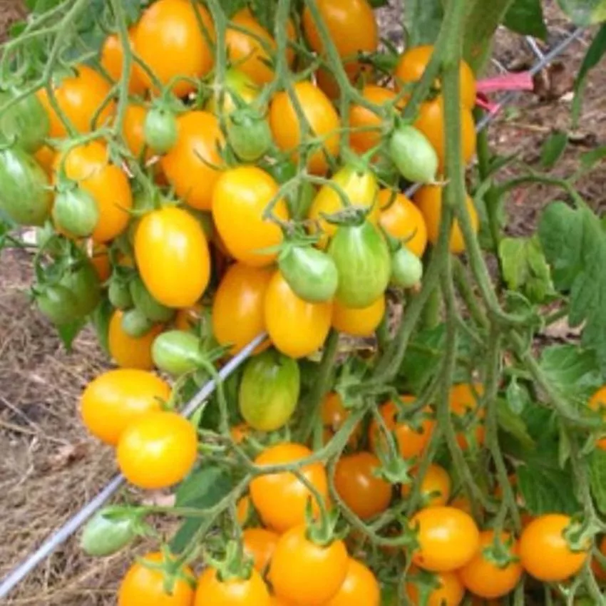 zolotaya-kaplya-7-119553