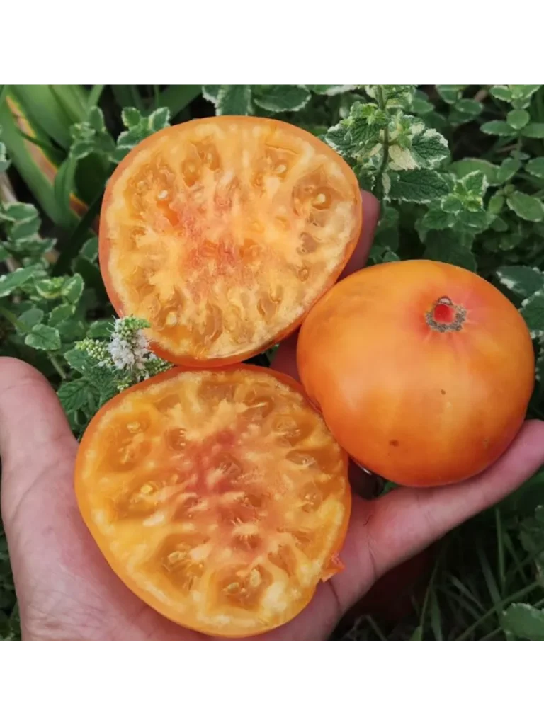 zolotoy-martsipan-1-126707