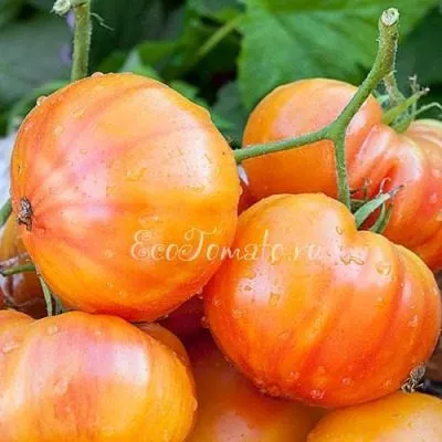 zolotoy-martsipan-5-126707