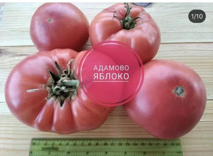 adamovo-yabloko-2-139511