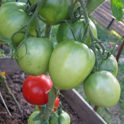 adamovo-yabloko-3-139511