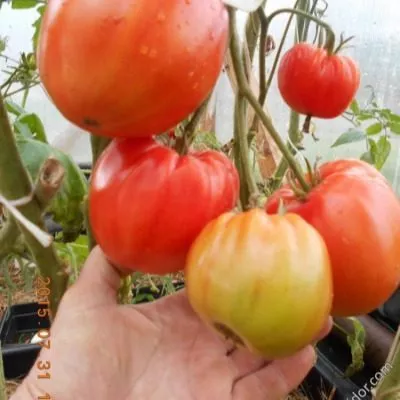 adamovo-yabloko-4-139511