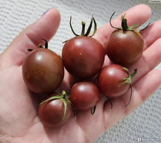 afro-cherri-3-162897