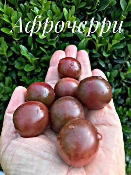 afro-cherri-5-162897