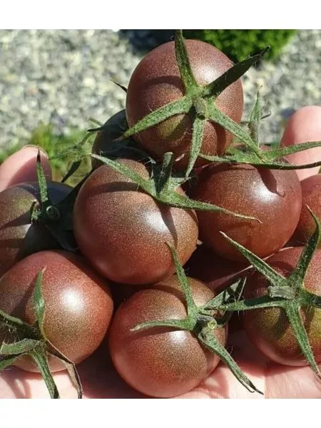 afro-cherri-6-162897