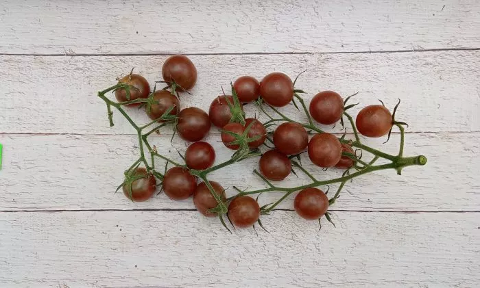 afro-cherri-7-162897