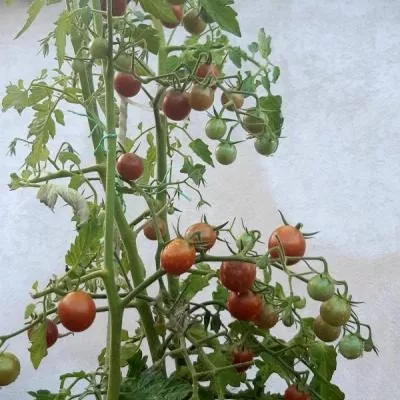 afro-cherri-8-162897