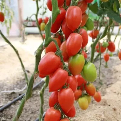 agros-hit-main-156729