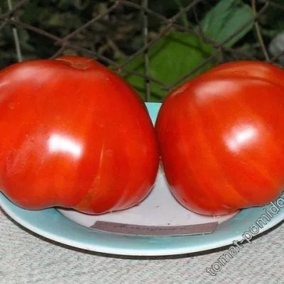 alenushka-main-165860