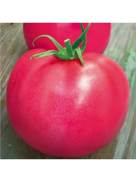 alesha-popovich-2-153790