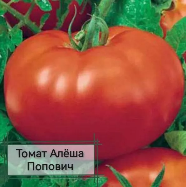 alesha-popovich-3-153790