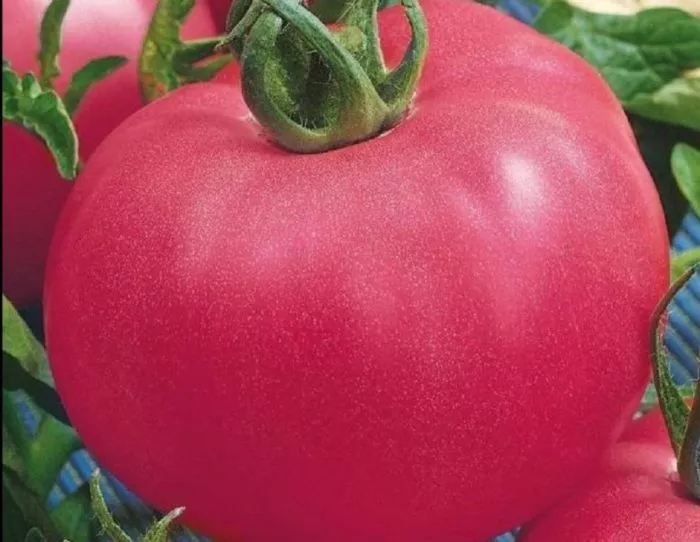 alesha-popovich-4-153790