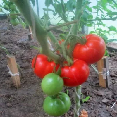 alesha-popovich-5-153790