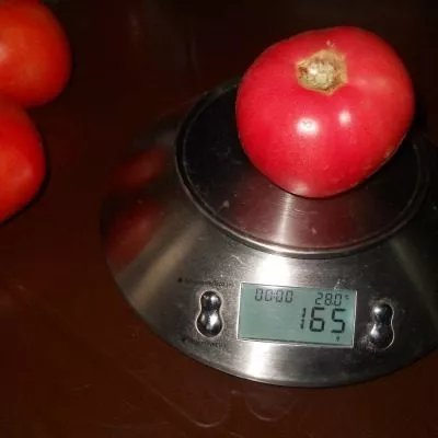 alesha-popovich-6-153790