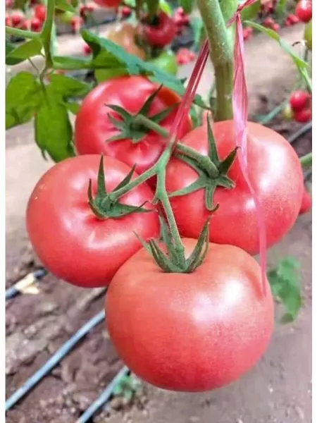 alesha-popovich-main-153790