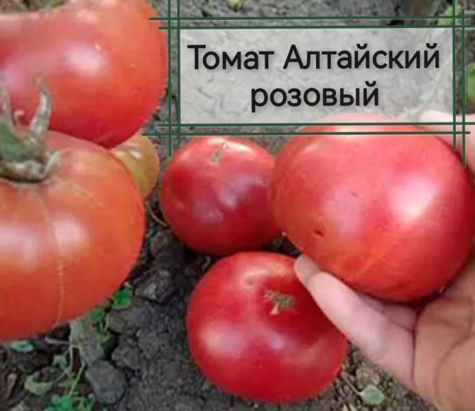 altayskiy-rozovyy-1-166179