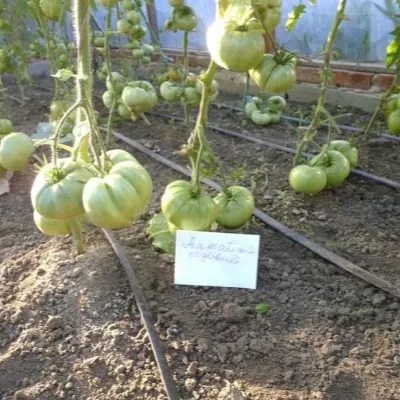 altayskiy-rozovyy-6-166179