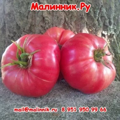 altayskiy-rozovyy-7-166179