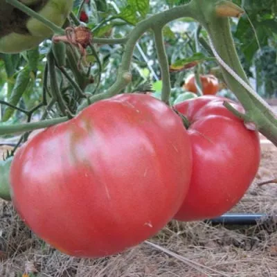 altayskiy-rozovyy-8-166179