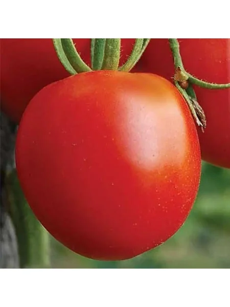 altayskiy-silach-main-155438