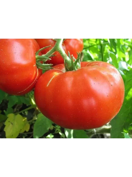 alye-parusa-3-157928